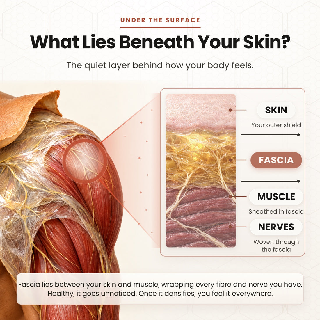 What lies beneath your skin, the fascia layer